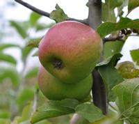 Wagener Apple